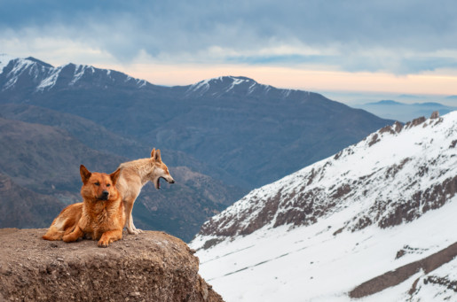 Two stray dogs sitting on edge of cliff yawning