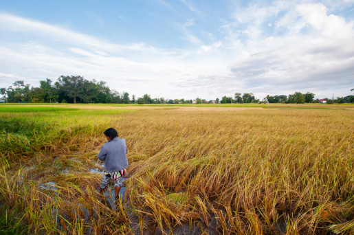 Local Laotian woman harvesting rice